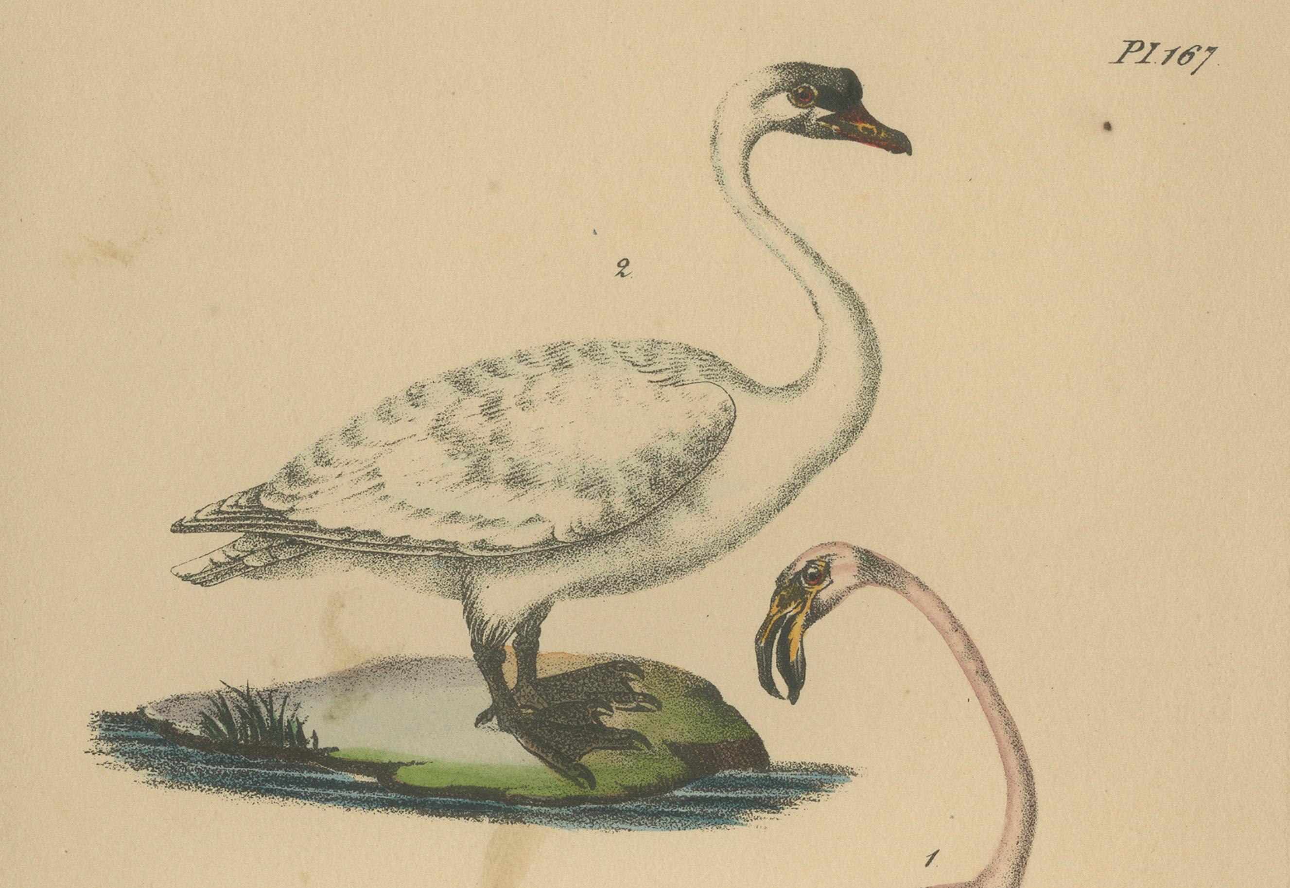 French Flamingo & Swan – Antique hand-coloured lithograph, c.1828 For Sale