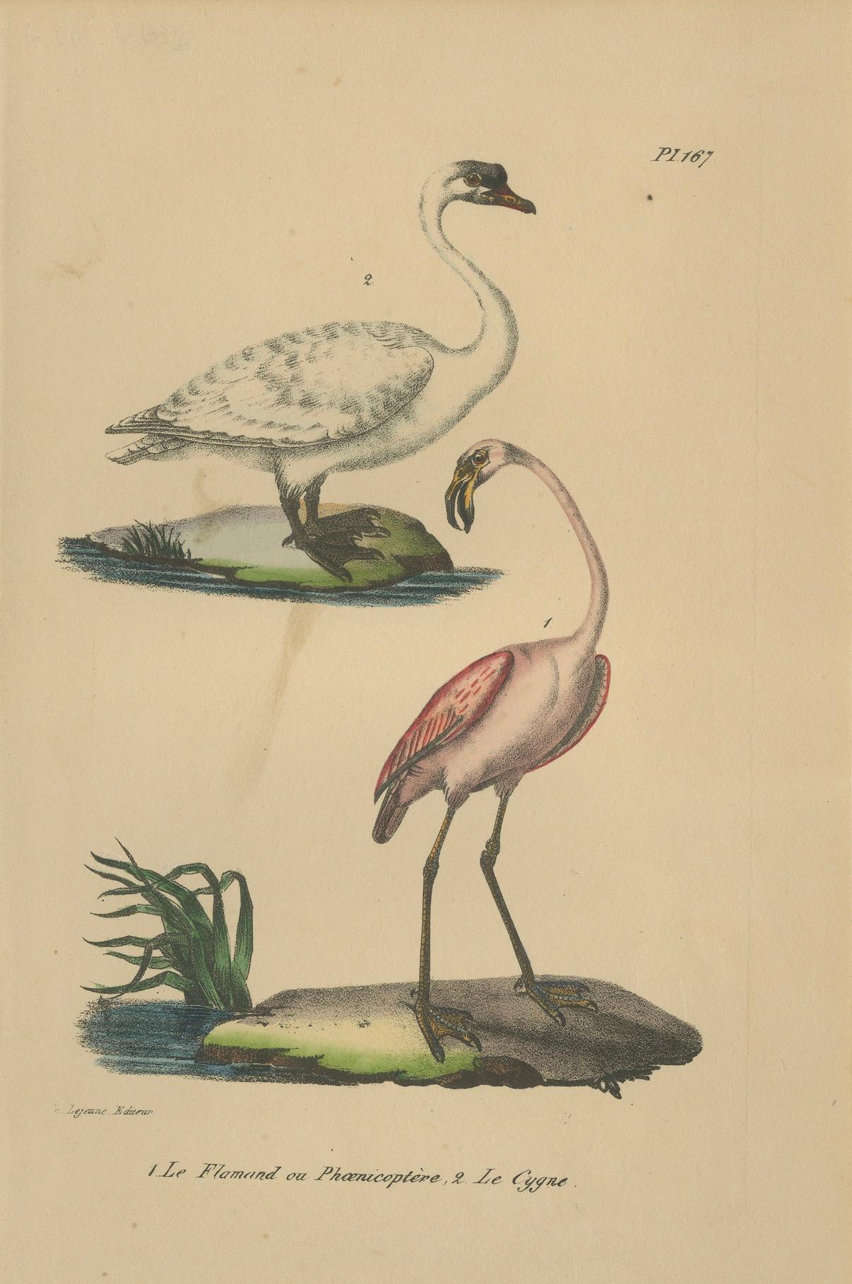 Engraved Flamingo & Swan – Antique hand-coloured lithograph, c.1828 For Sale