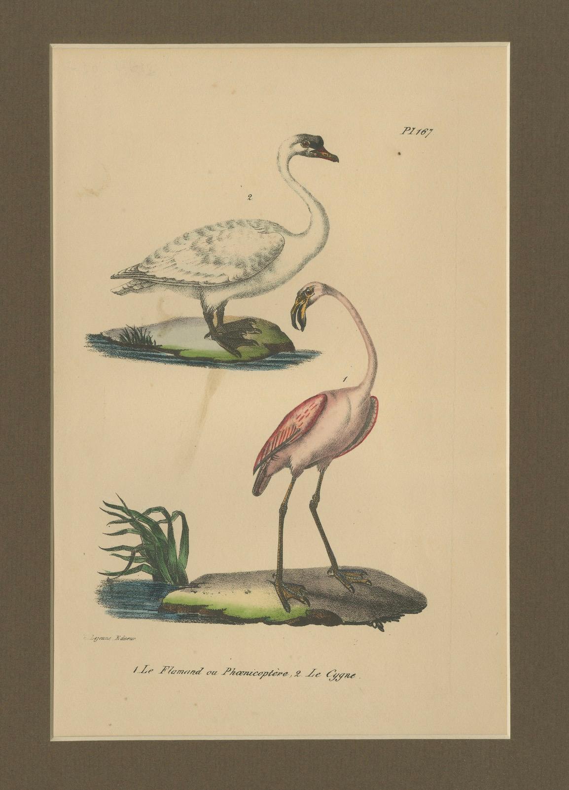 Flamingo & Swan – Antique hand-coloured lithograph, c.1828 In Good Condition For Sale In Langweer, NL