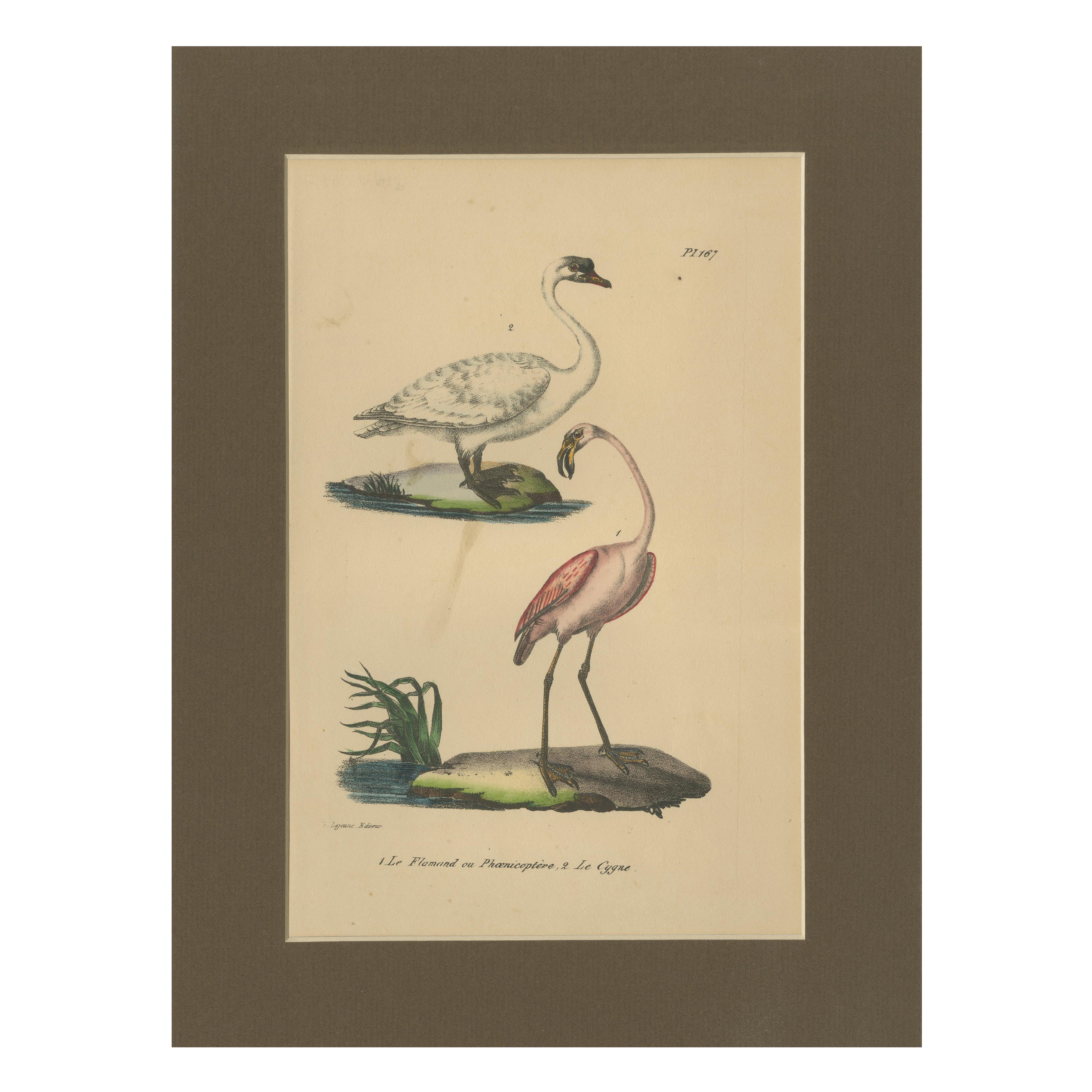 Flamingo & Swan – Antique hand-coloured lithograph, c.1828