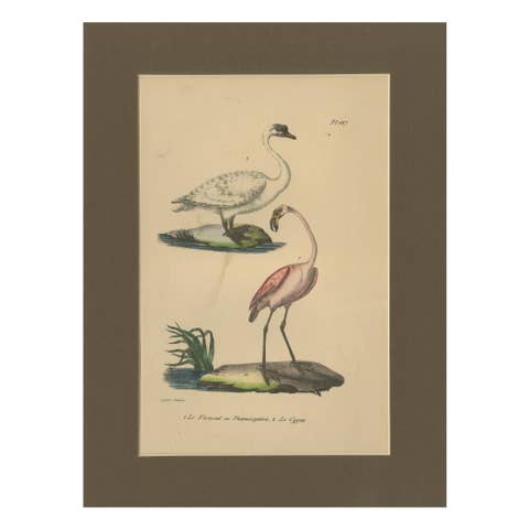 Flamingo & Swan – Antique hand-coloured lithograph, c.1828