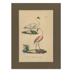 Flamingo & Swan – Antique hand-coloured lithograph, c.1828