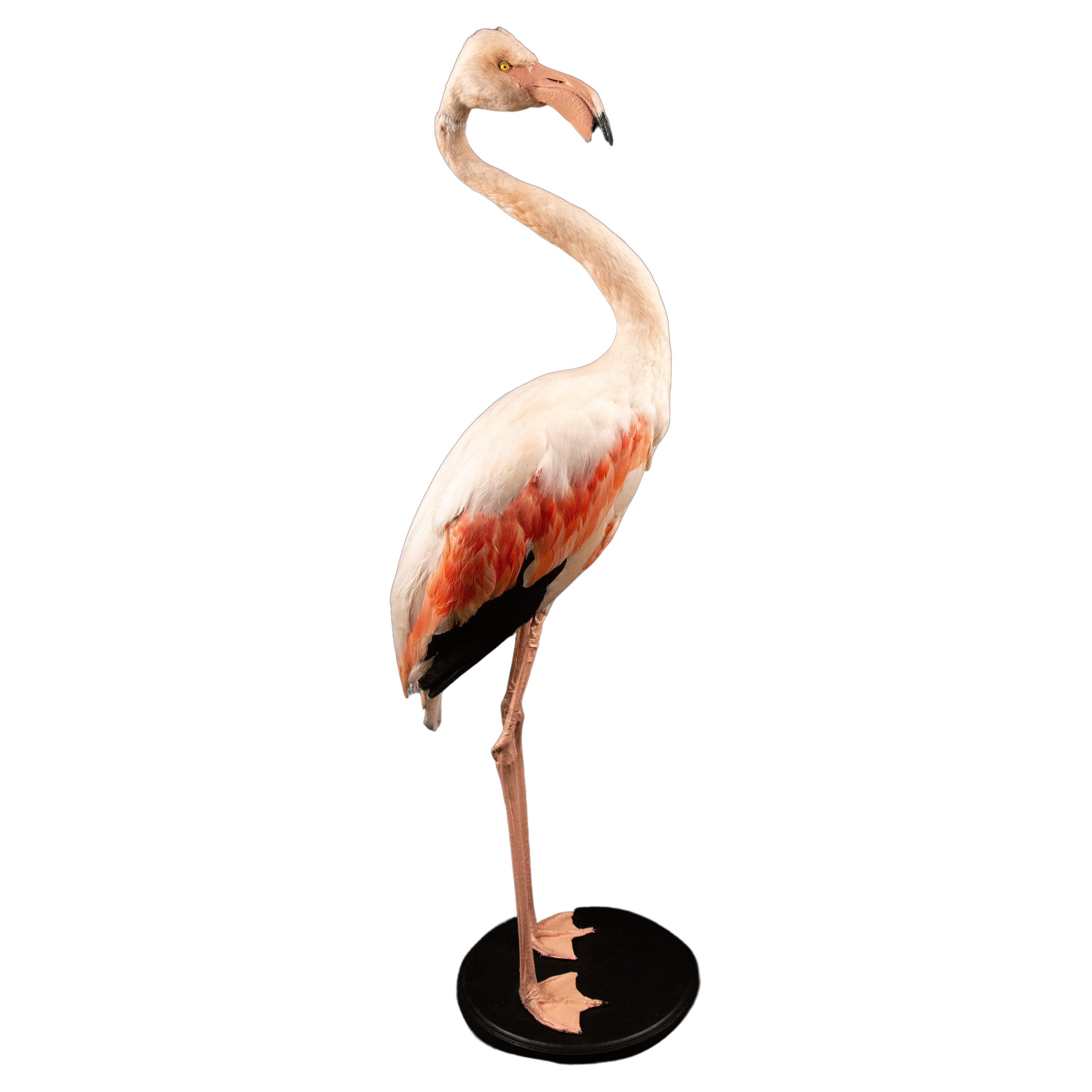 Rare Flamingo Taxidermy Specimen