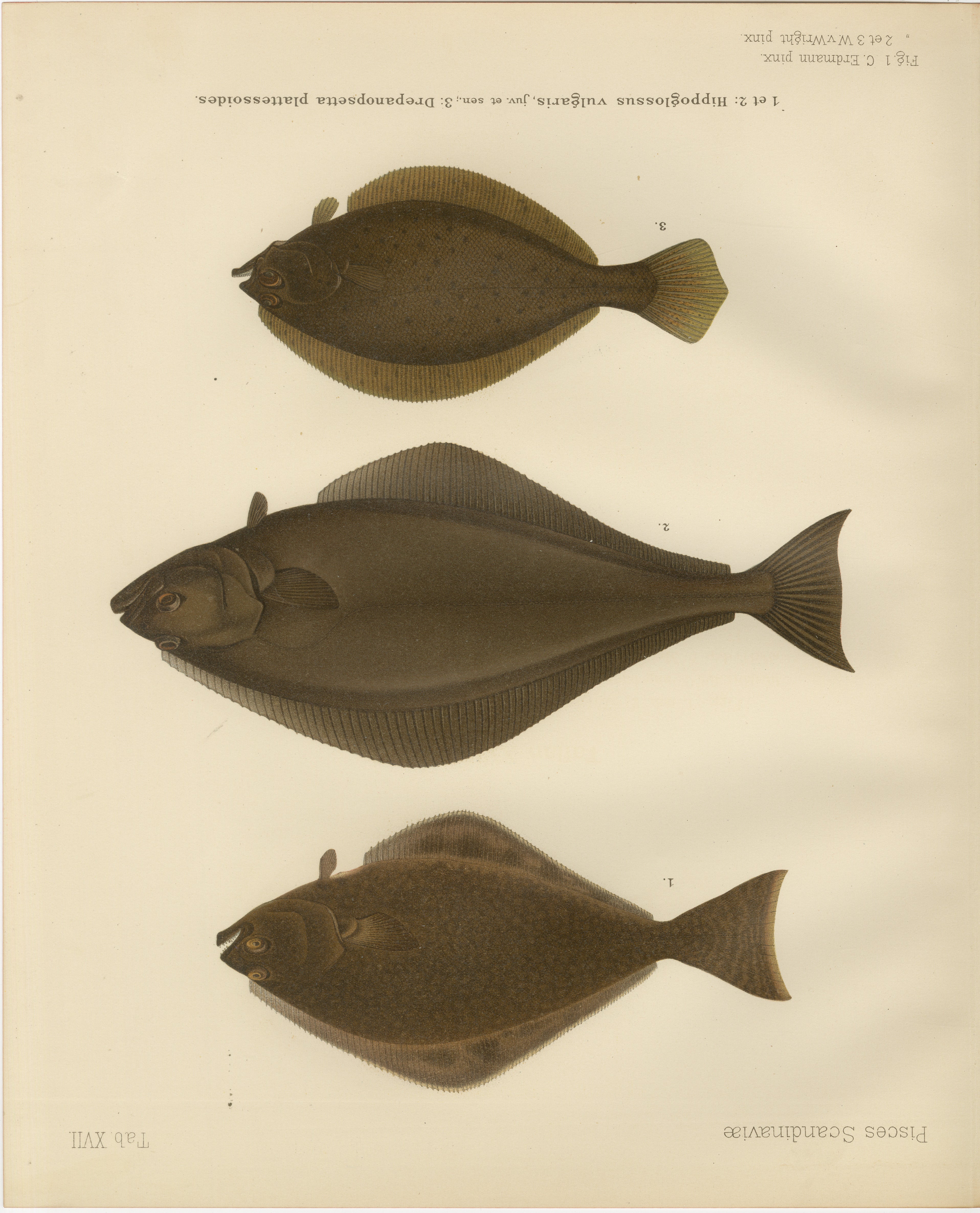 Plattfisch Trio - Flunder, Steinbutt und Scholle - Elegante skandinavische Fischlithographie  

Diese elegante Lithografie aus dem 19. Jahrhundert von *Skandinaviens Fiskar* zeigt drei charakteristische skandinavische Plattfischarten: die Flunder