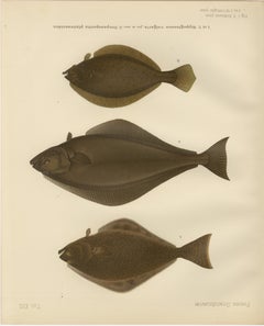 Flatfish Trio - Flounder, Turbot, and Plaice - Elegant Fish Lithograph, 1895
