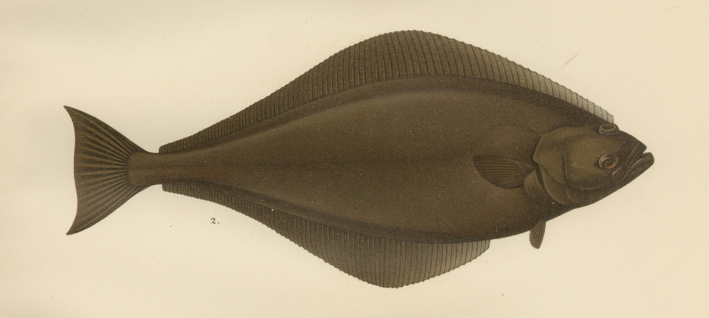 Flatfish Trio – Flounder, Turbot und Plaice – Elegante Fischlithographie, 1895 im Zustand „Gut“ im Angebot in Langweer, NL