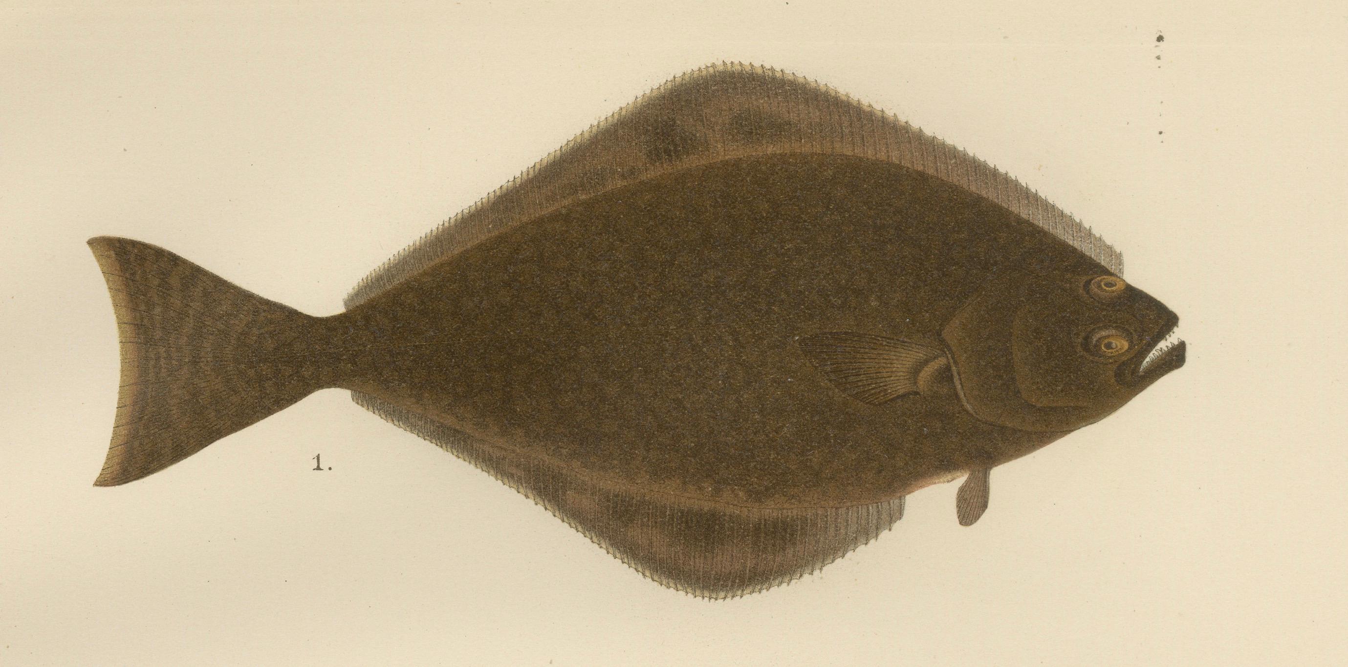Flatfish Trio – Flounder, Turbot und Plaice – Elegante Fischlithographie, 1895 (Spätes 19. Jahrhundert) im Angebot