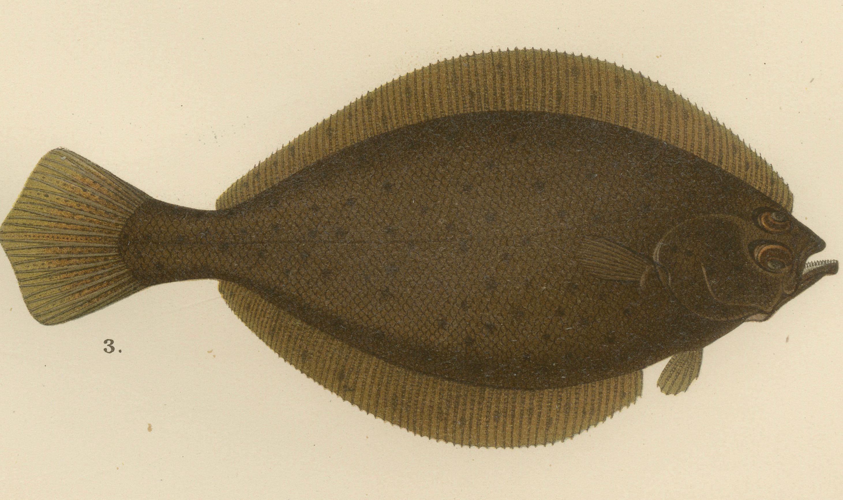 Flatfish Trio – Flounder, Turbot und Plaice – Elegante Fischlithographie, 1895 (Papier) im Angebot