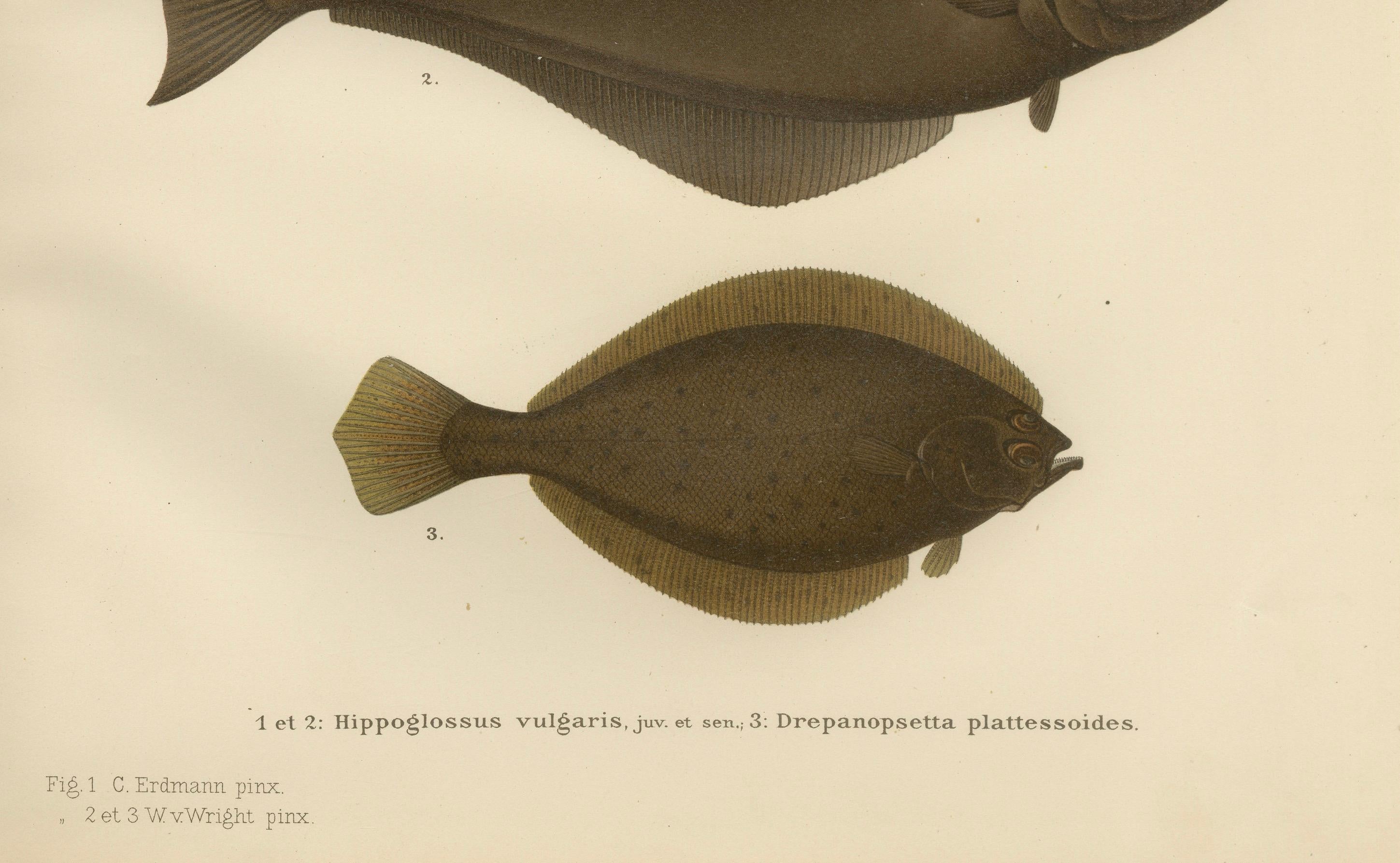 Flatfish Trio – Flounder, Turbot und Plaice – Elegante Fischlithographie, 1895 im Angebot 1