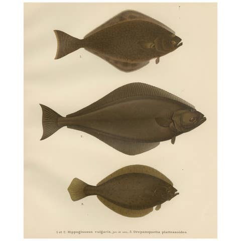 Flatfish Trio - Flounder, Turbot, and Plaice - Elegant Fish Lithograph, 1895