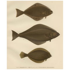 Flatfish Trio - Flounder, Turbot, and Plaice - Elegant Fish Lithograph, 1895