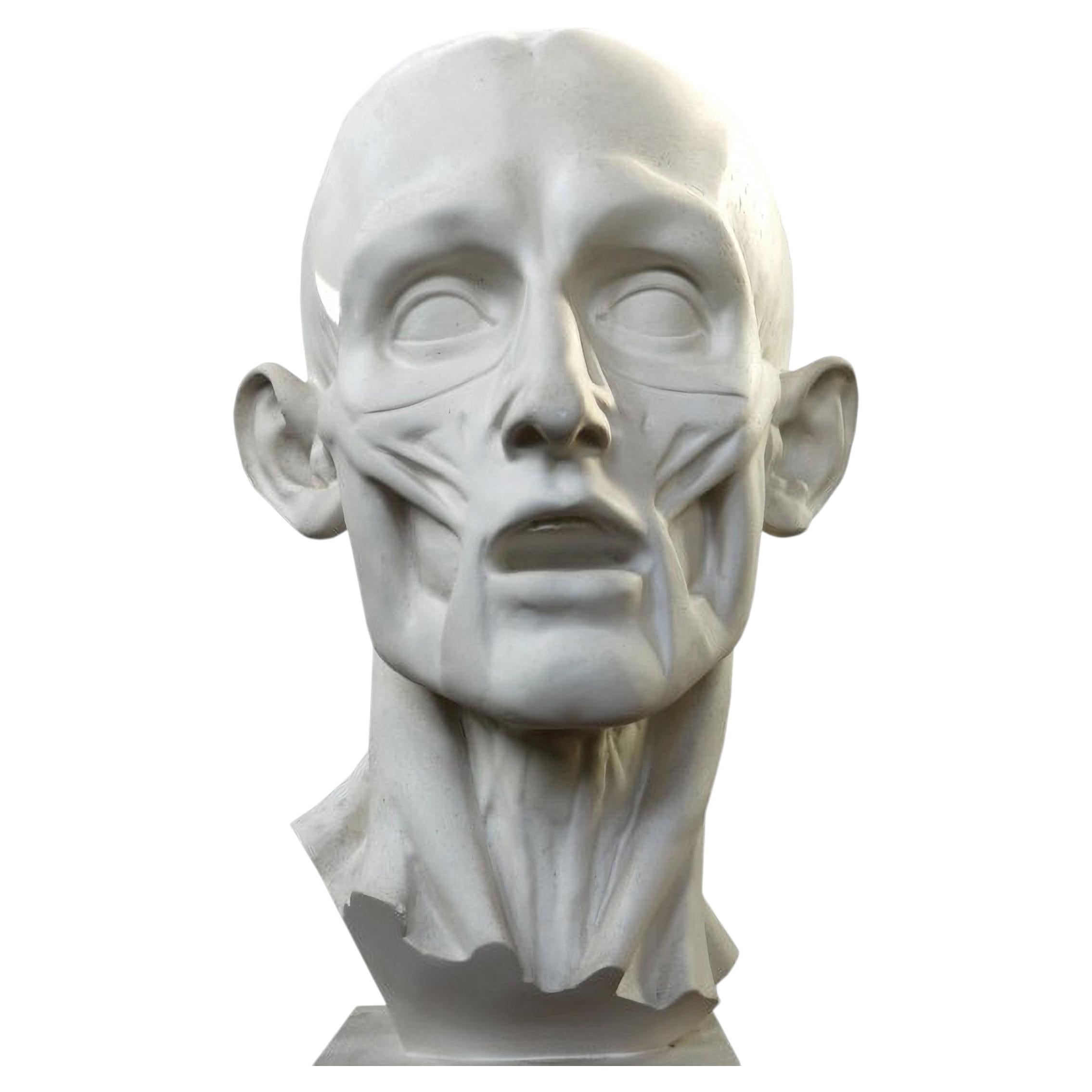 « L'HOMME ÉCORCHÉ » DE JEAN-ANTOINE HOUDON - MOULAGE EN PLÂTRE, XXe siècle