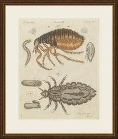 Flea and Louse Under the Microscope, Antique Bertuch Print, circa 1805