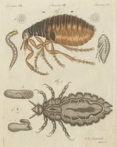 Flea and Louse Under the Microscope, Antique Bertuch Print, circa 1805