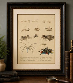 Fleas, Tarantula & Spiders – Brodtmann Hand-Colored Natural History Plate, 1816