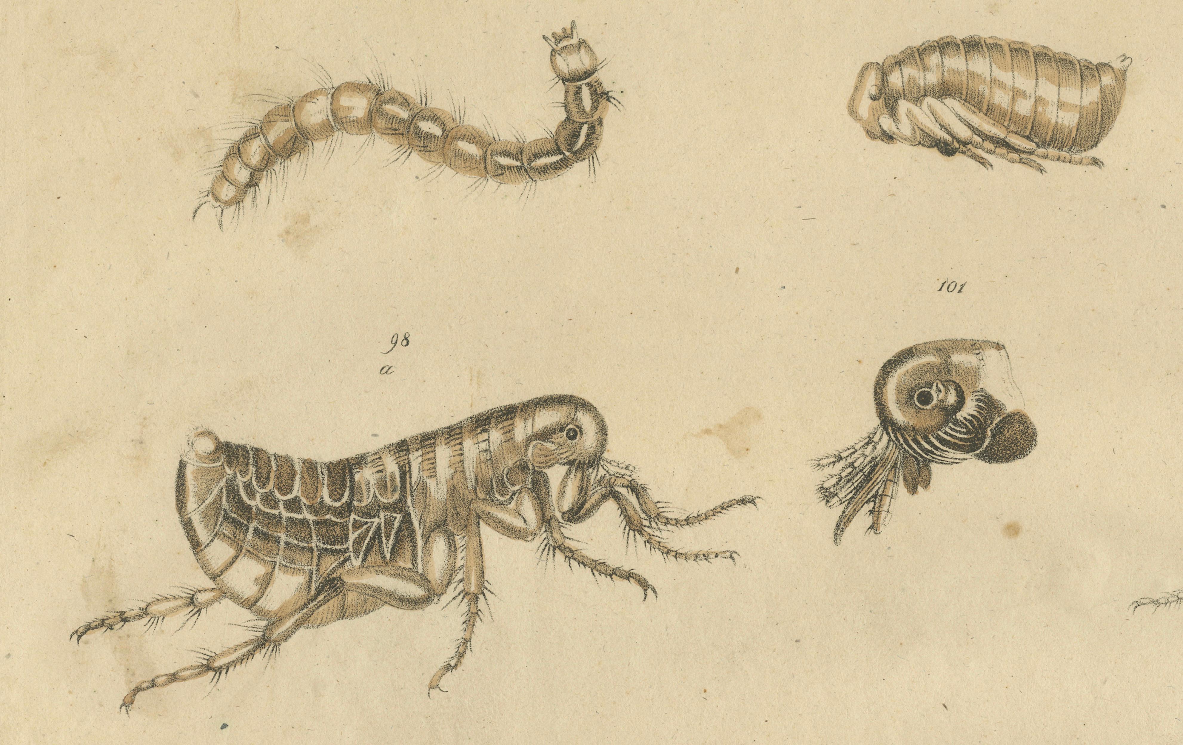 Fleas, Tarantula & Spiders – Brodtmann Hand-Colored Natural History Plate, 1816
