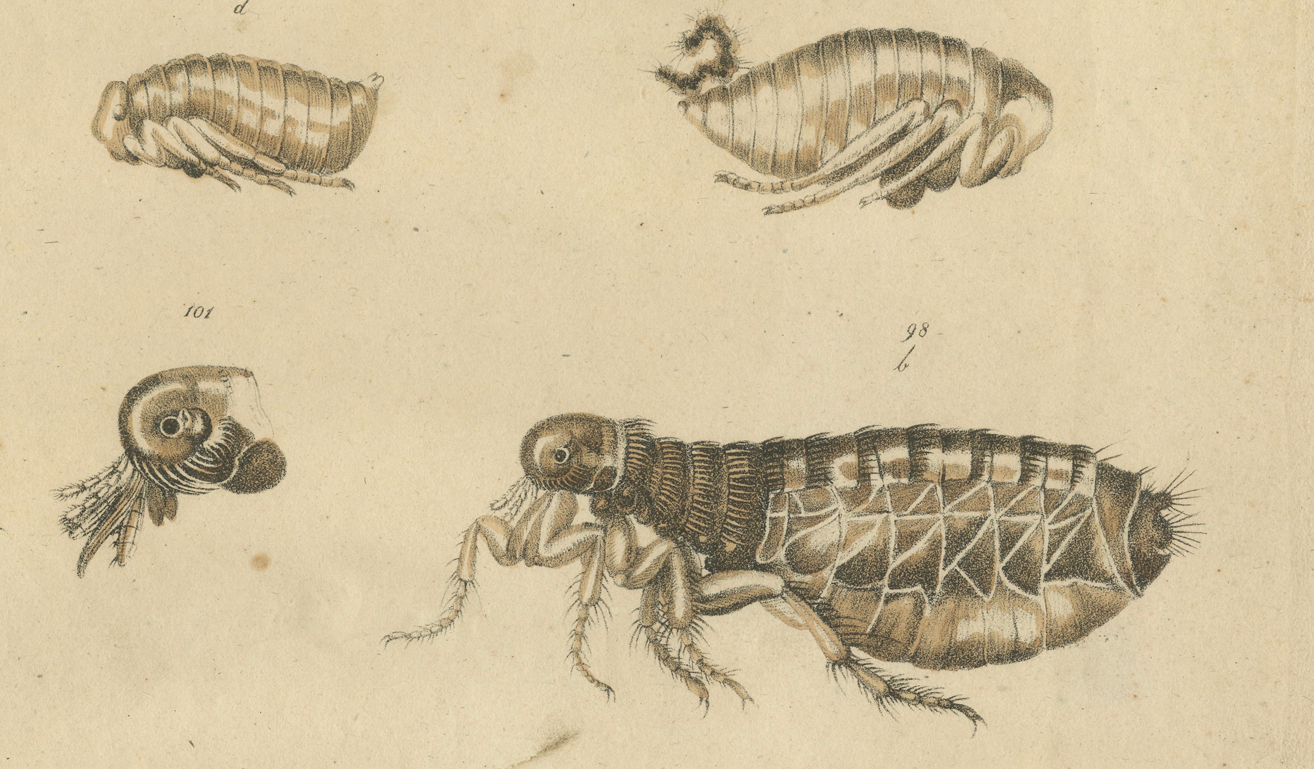 Fleas, Tarantula & Spiders – Brodtmann Hand-Colored Natural History Plate, 1816
