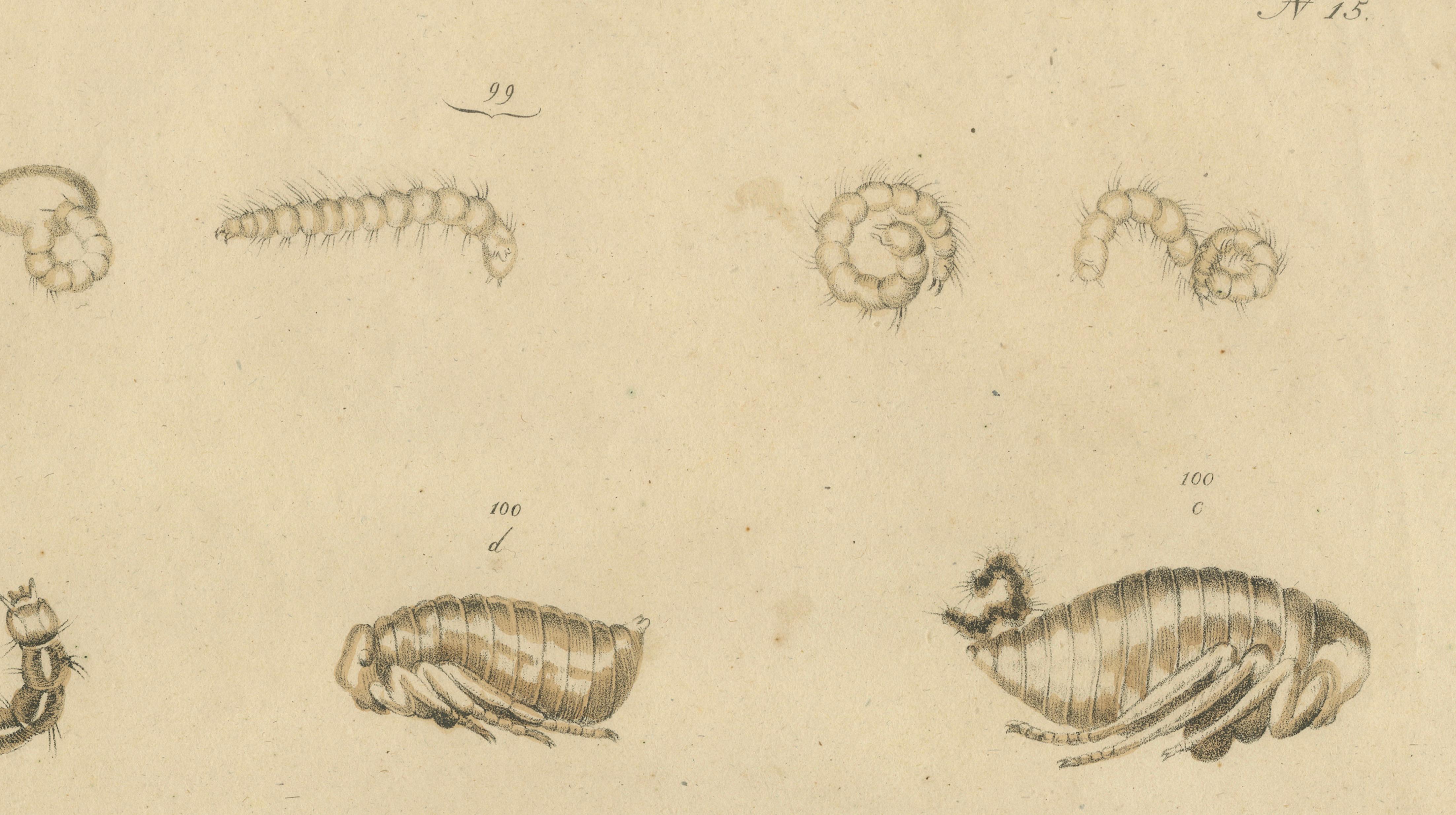 Fleas, Tarantula & Spiders – Brodtmann Hand-Colored Natural History Plate, 1816