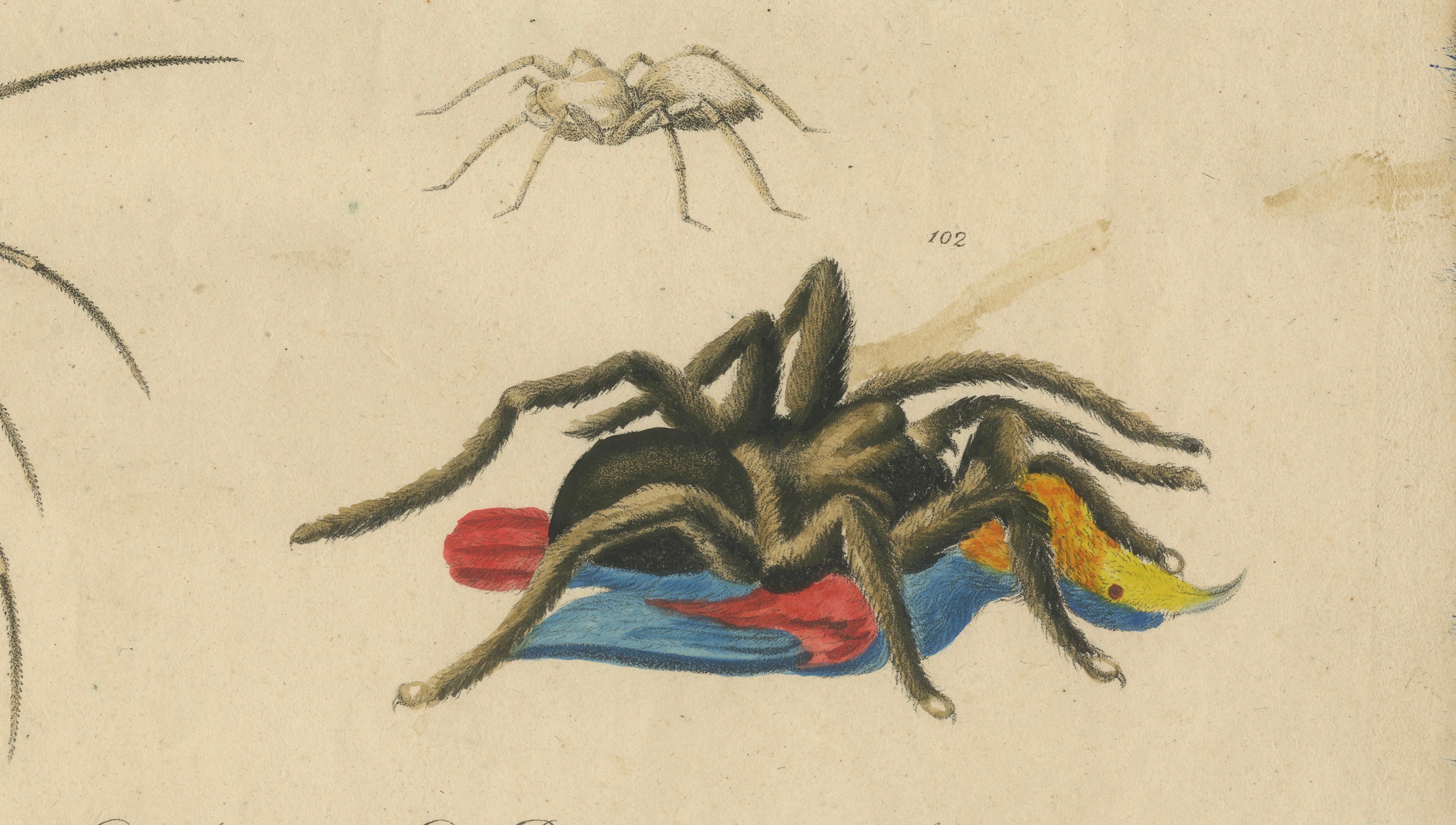 Fleas, Tarantula & Spiders – Brodtmann Hand-Colored Natural History Plate, 1816