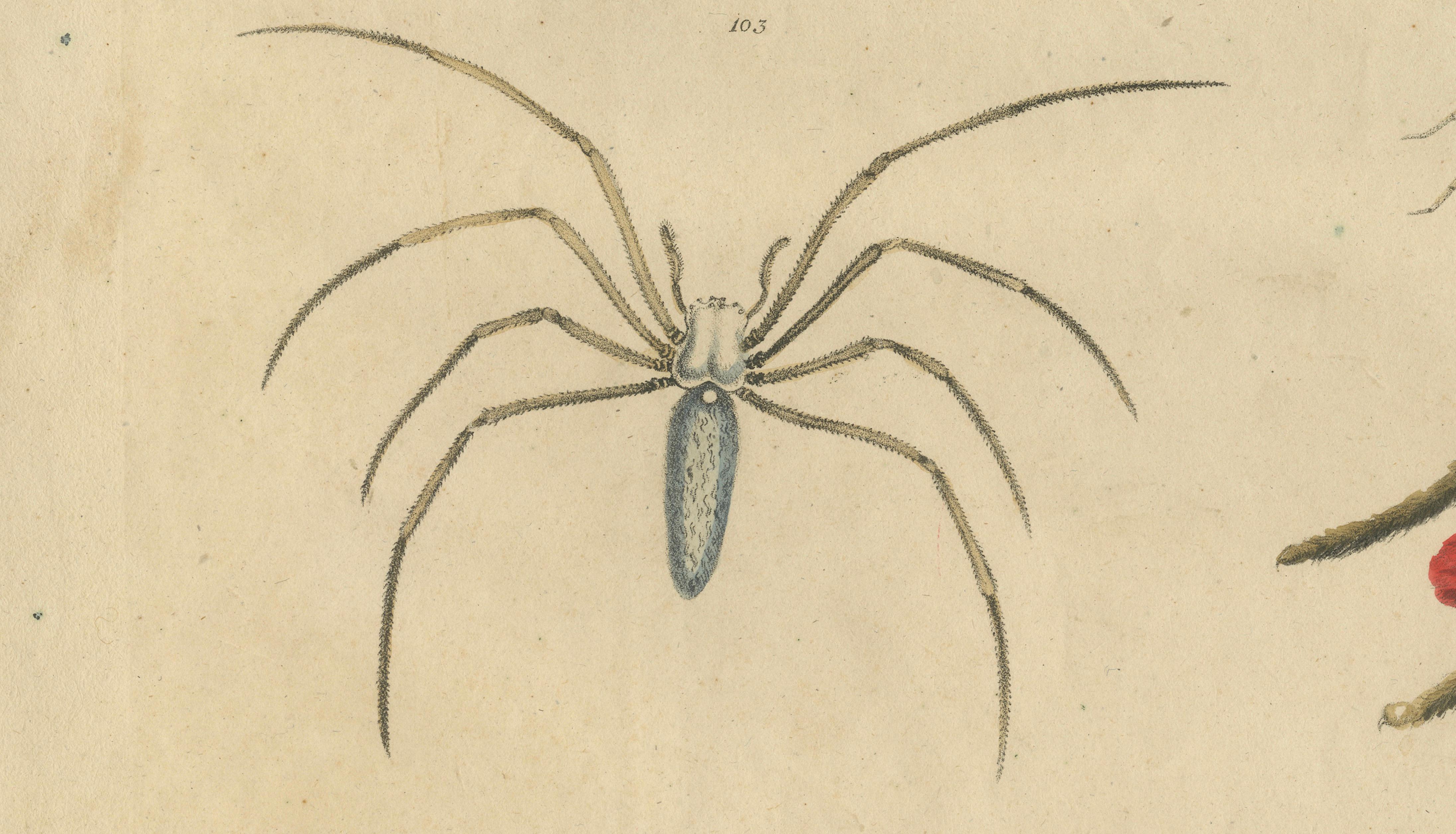 Fleas, Tarantula & Spiders – Brodtmann Hand-Colored Natural History Plate, 1816