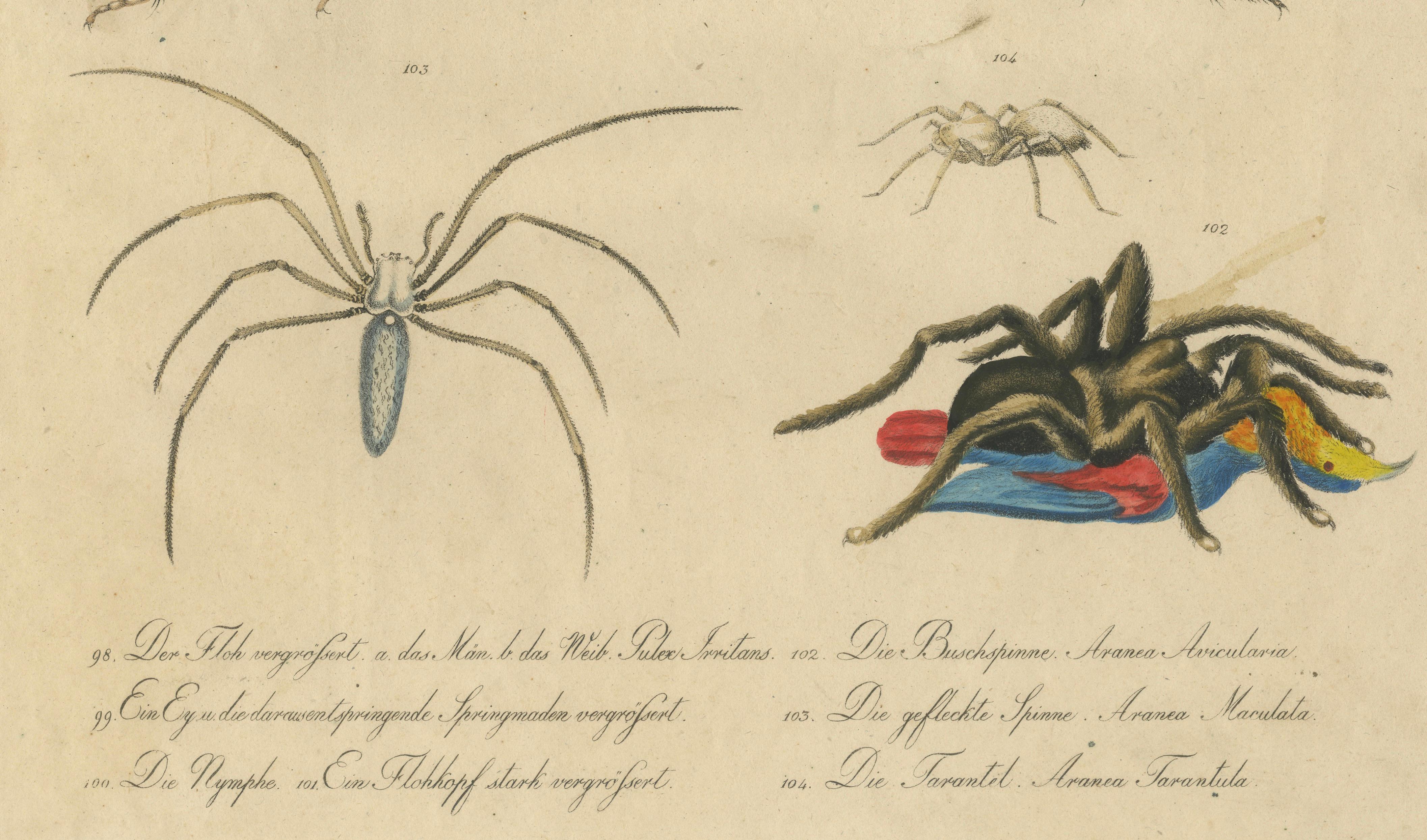 Fleas, Tarantula & Spiders – Brodtmann Hand-Colored Natural History Plate, 1816