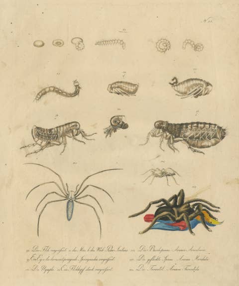 Fleas, Tarantula & Spiders – Brodtmann Hand-Colored Natural History Plate, 1816