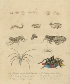 Fleas, Tarantula & Spiders – Brodtmann Hand-Colored Natural History Plate, 1816