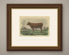Flemish Cow, Antique French Cattle Print, Riffaut Heliogravure, 1873