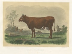 Flemish Cow, Antique French Cattle Print, Riffaut Heliogravure, 1873