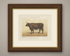 Flemish Ox, French Cattle Breed, Antique Chromolithograph by Borie, 1863