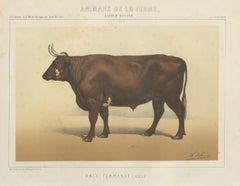 Flemish Ox, French Cattle Breed, Antique Chromolithograph by Borie, 1863