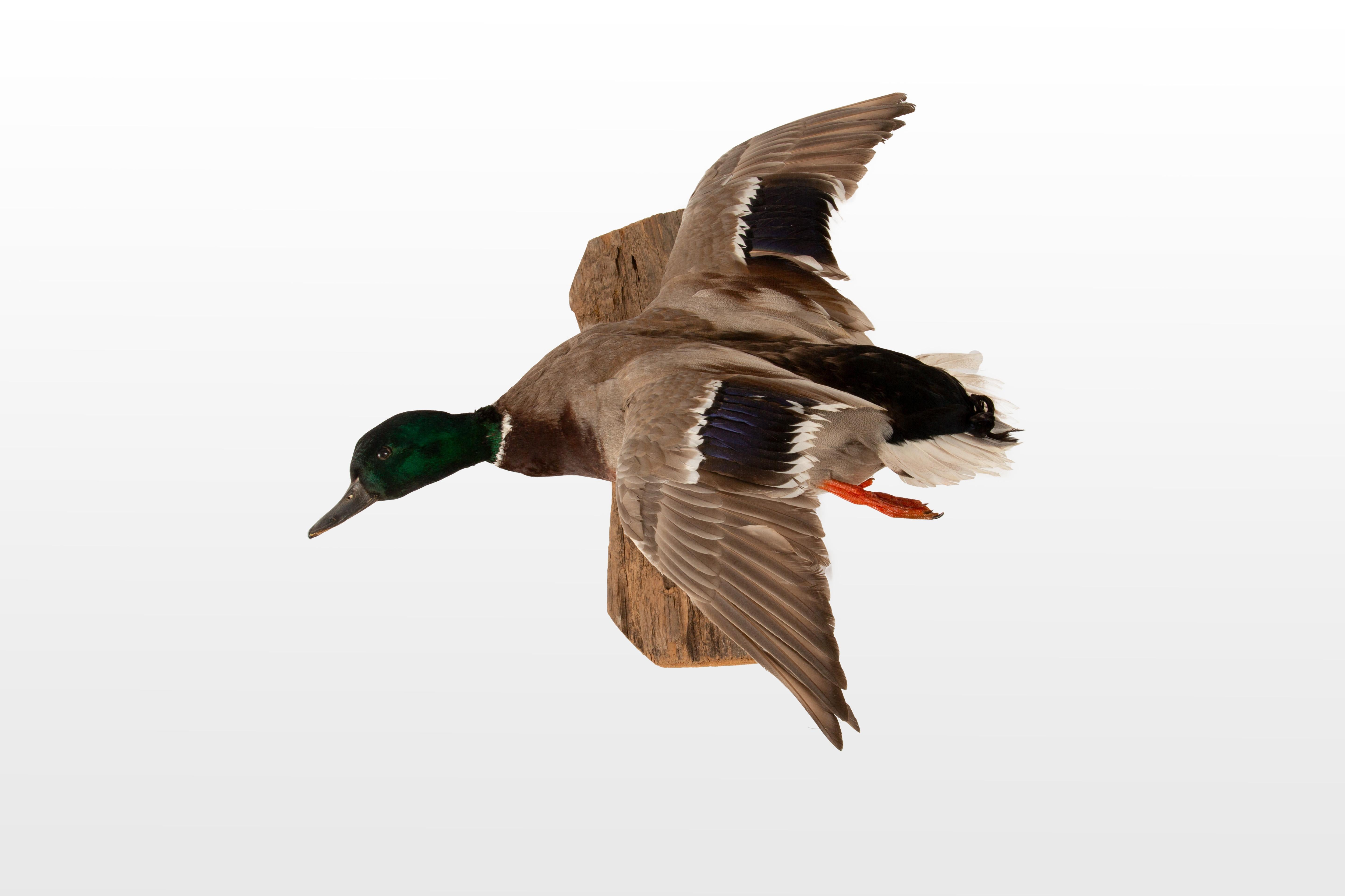 This stunning taxidermy mallard is a masterful example of craftsmanship and natural beauty, perfectly capturing the essence of this iconic waterfowl. Mounted in mid-flight on a rustic wooden plaque, the mallard features vibrant iridescent green and