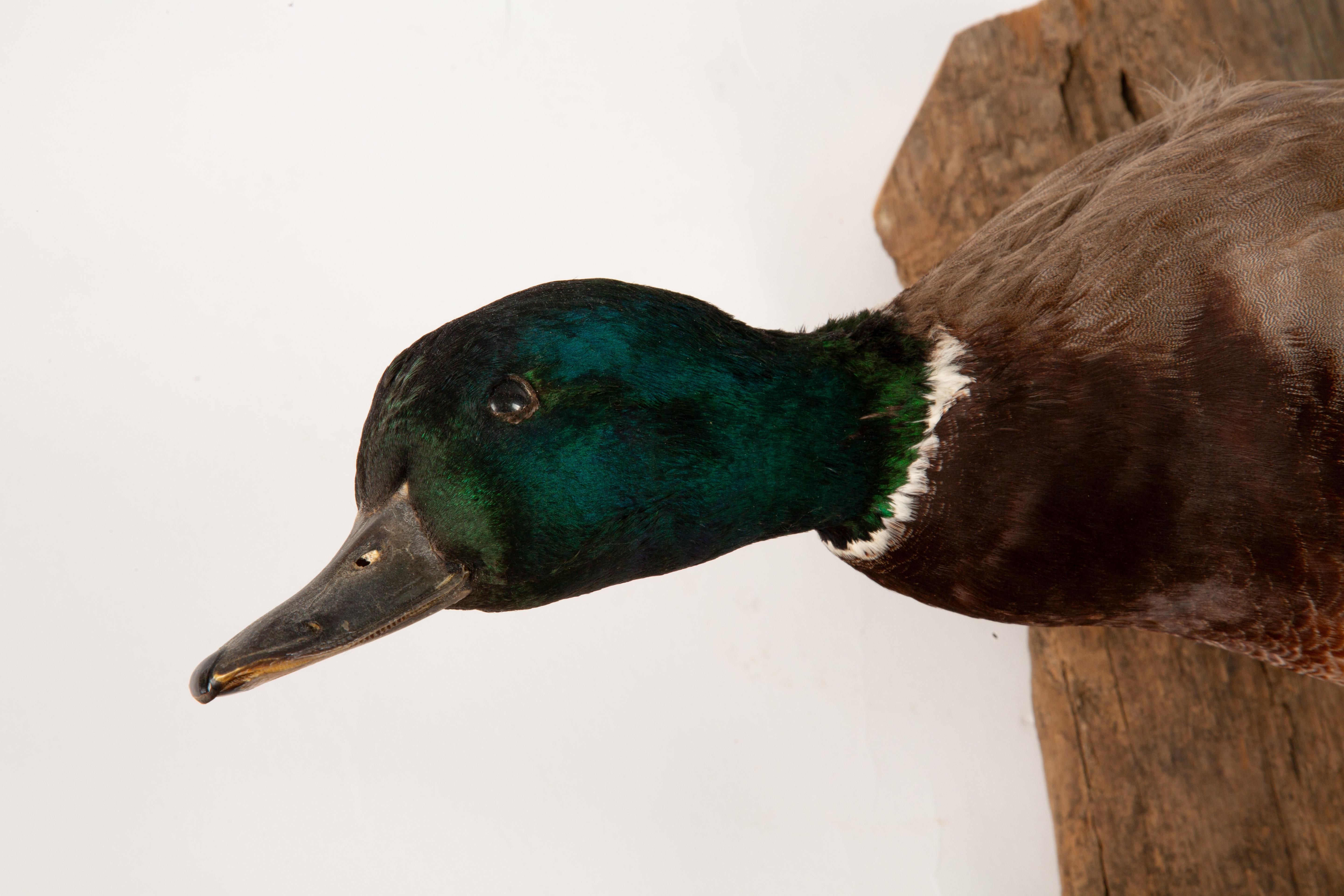 Victorian Flight of Elegance: Stunning Wall-Mounted Mallard Taxidermy For Sale