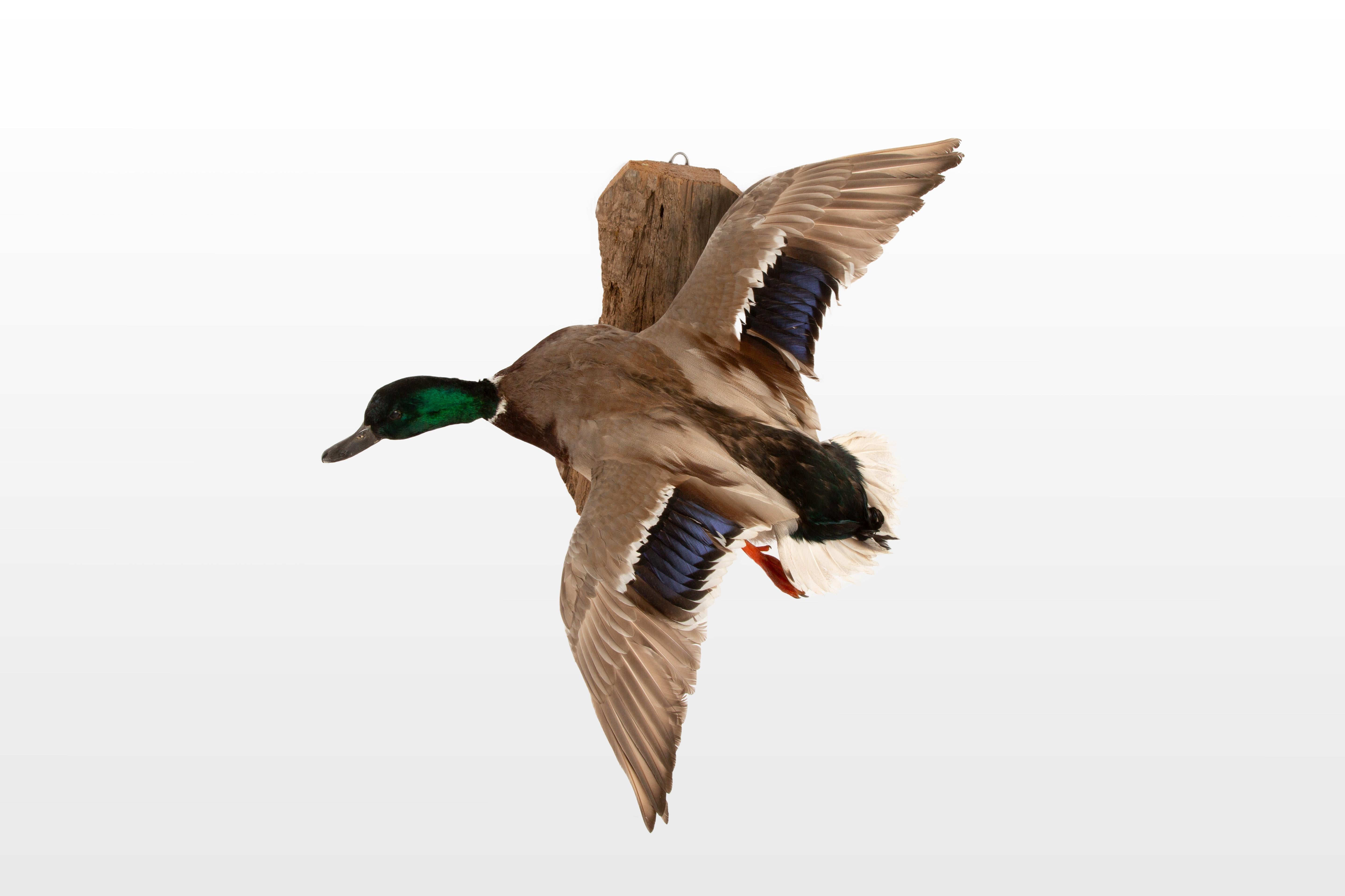 American Flight of Elegance: Stunning Wall-Mounted Mallard Taxidermy For Sale