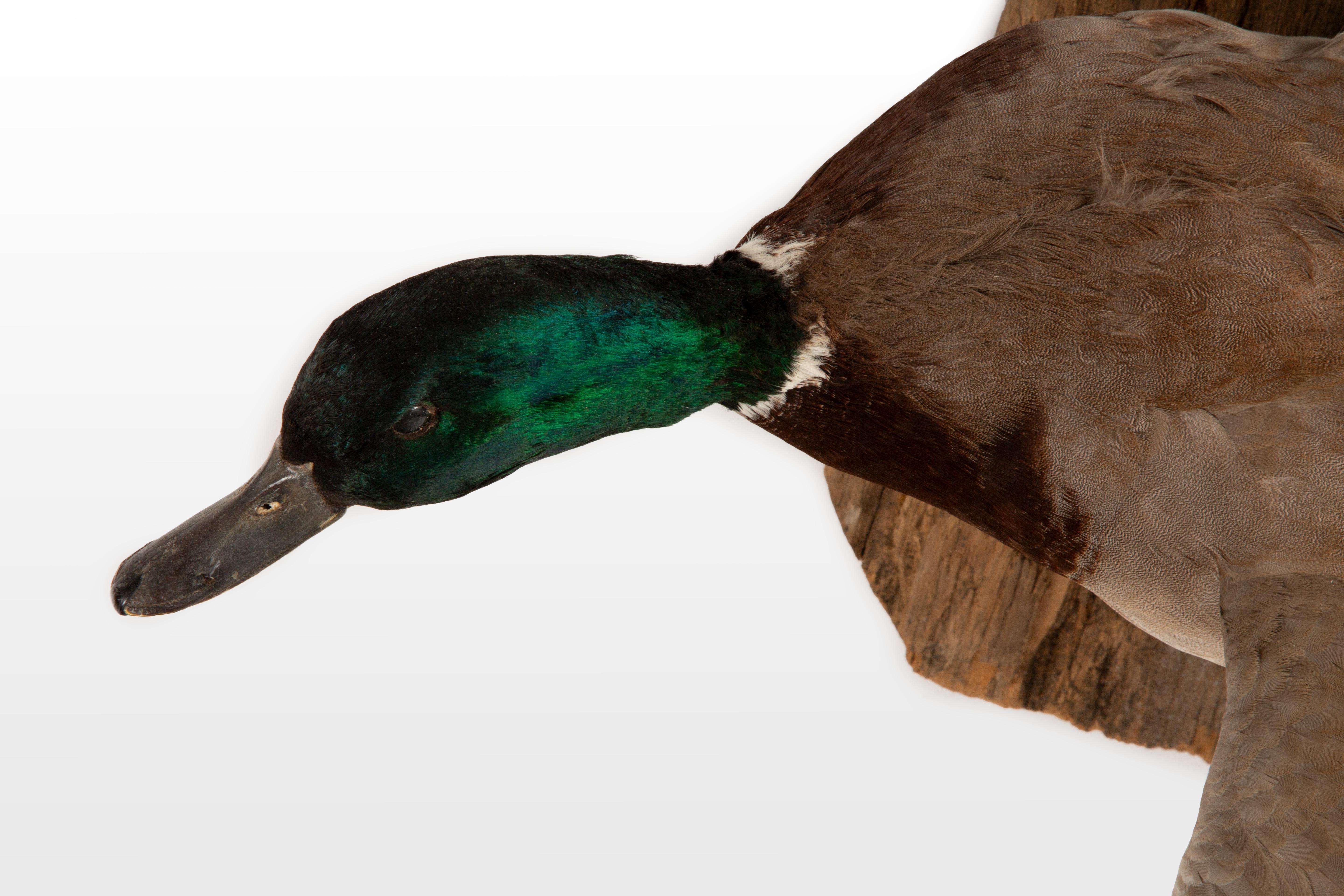 Flight of Elegance: Stunning Wall-Mounted Mallard Taxidermy In New Condition For Sale In New York, NY