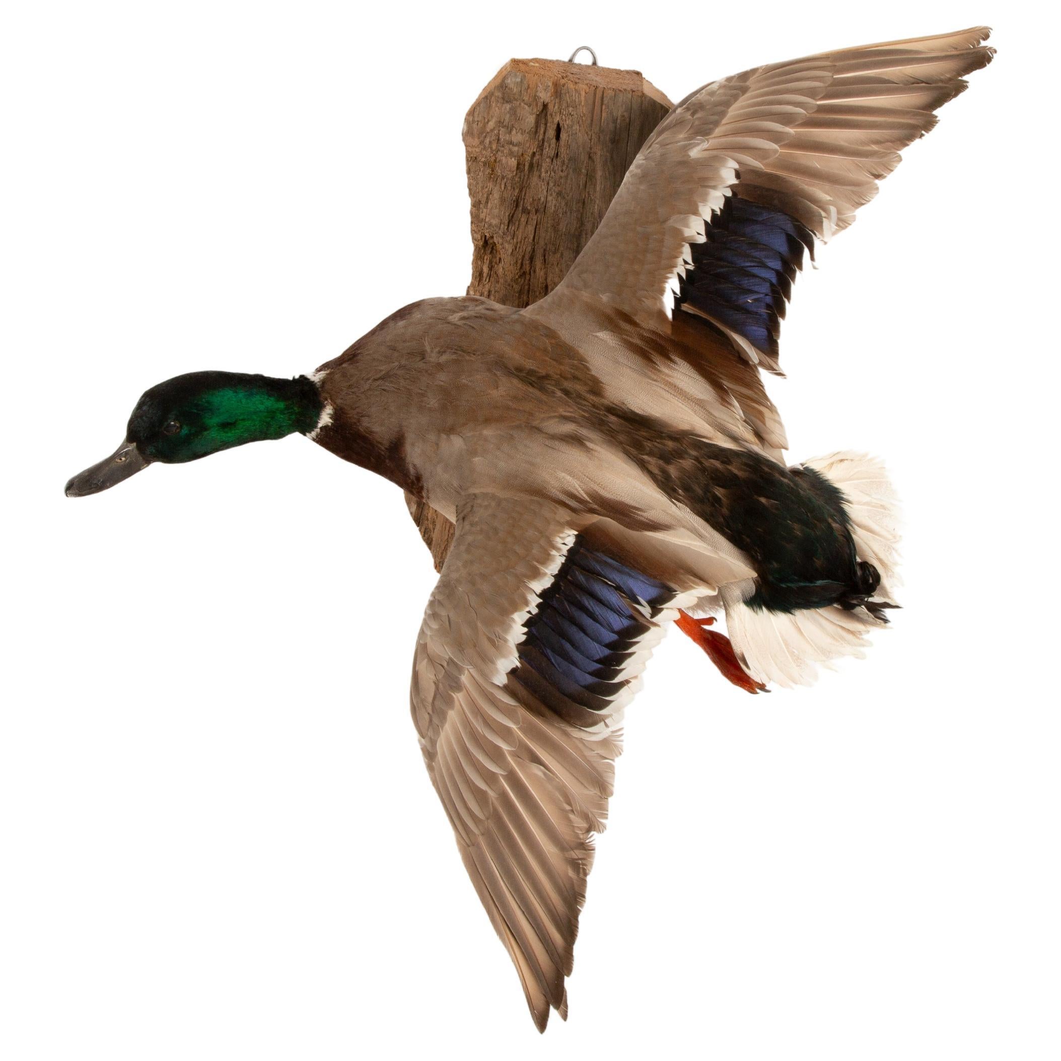 Flight of Elegance: Stunning Wall-Mounted Mallard Taxidermy