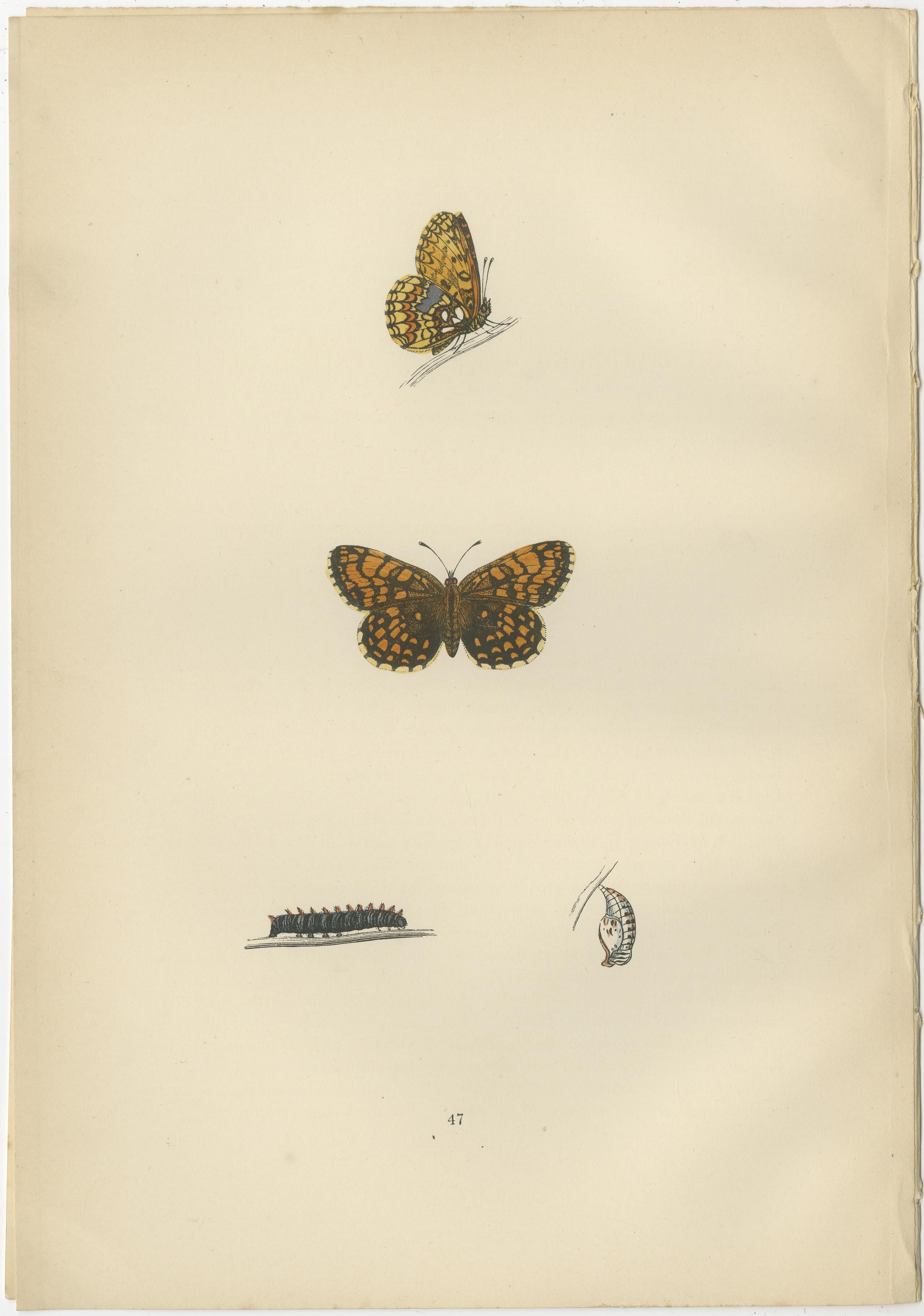 Flight of Patterns: The Fritillary Trilogy from Morris's 1890 Masterpiece In Good Condition For Sale In Langweer, NL