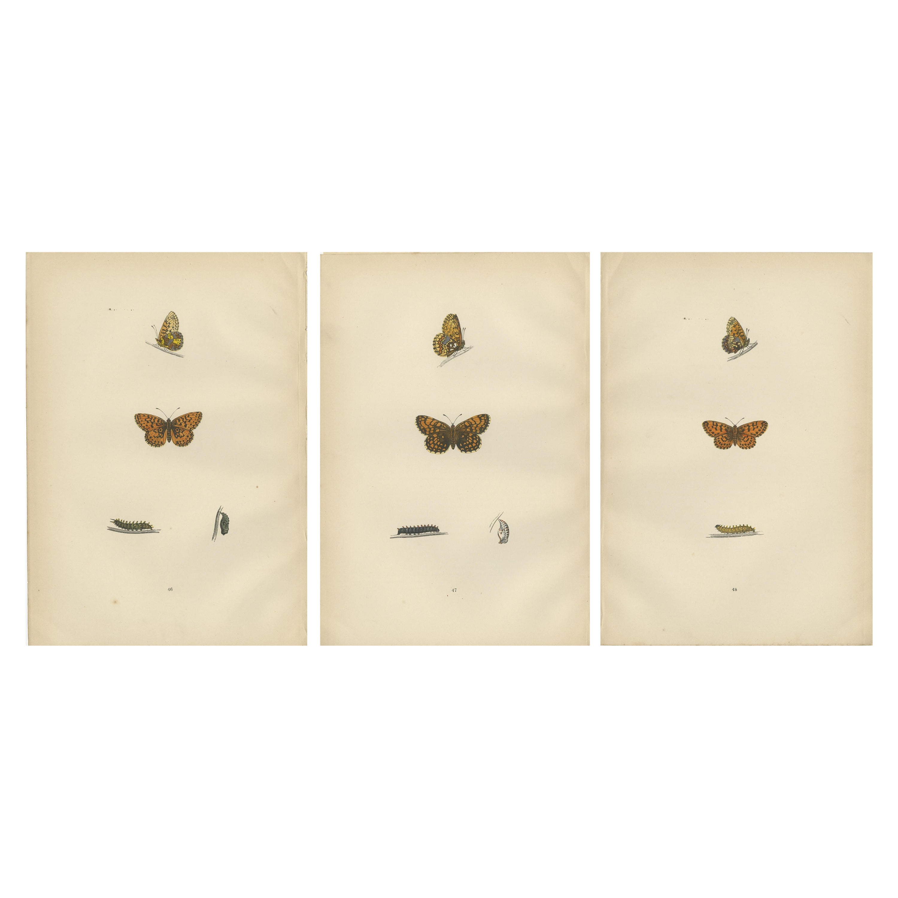 Flight of Patterns: Die Fritillary Trilogy aus Morris' Meisterwerk von 1890