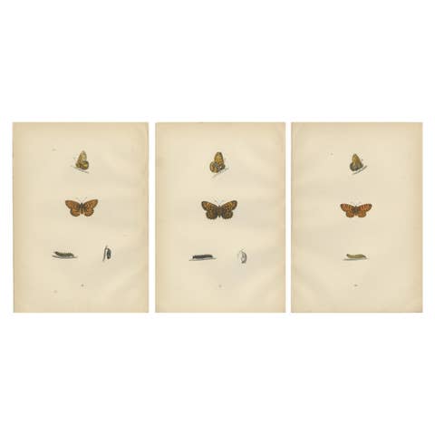 Flight of Patterns: The Fritillary Trilogy from Morris's 1890 Masterpiece