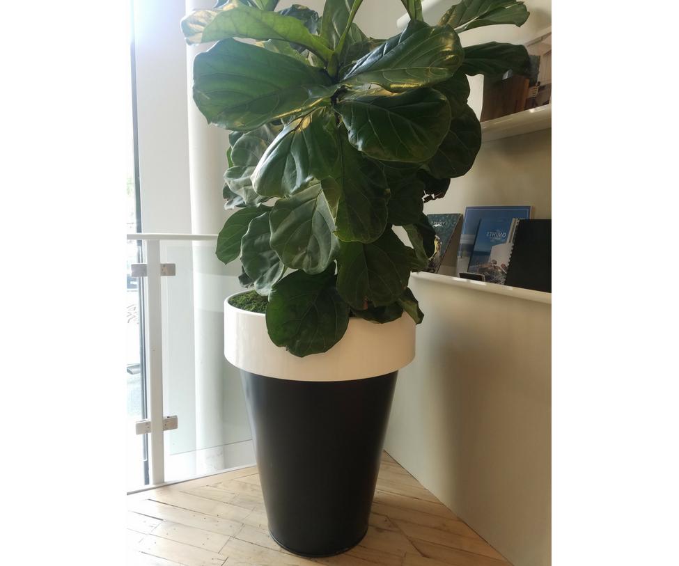 The everyday terracotta vase is transformed into an esteemed steel and metal creation enormous in size dominating space with a distinct personality.

Color: Black + White.

Matt Lacquered for Outdoor.

This product is currently on showroom