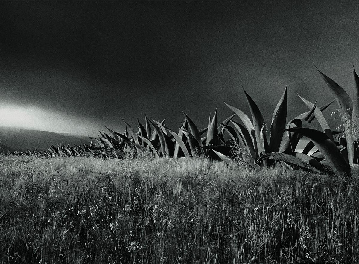 Black and White Photograph Flor Garduño - Magueyes, Mexique, 1986