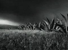 Fotografia in bianco e nero a pigmenti