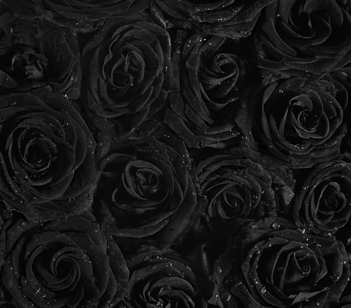 Black and White Photograph de Flor Garduño - Rosas, 2006