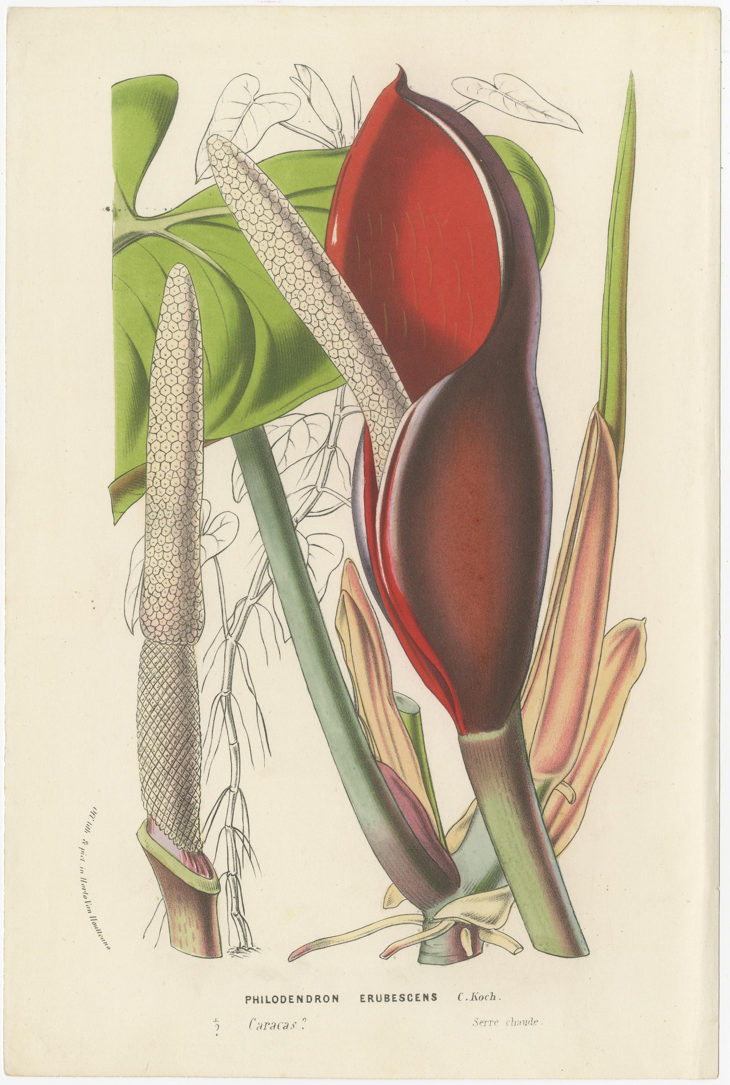 Die Drucke zeigen verschiedene botanische Arten, die jeweils mit detaillierter Aufmerksamkeit für die Morphologie der Pflanzen, einschließlich der Blätter, Blüten und manchmal Früchte oder Samen, dargestellt werden. Diese Illustrationen sind typisch