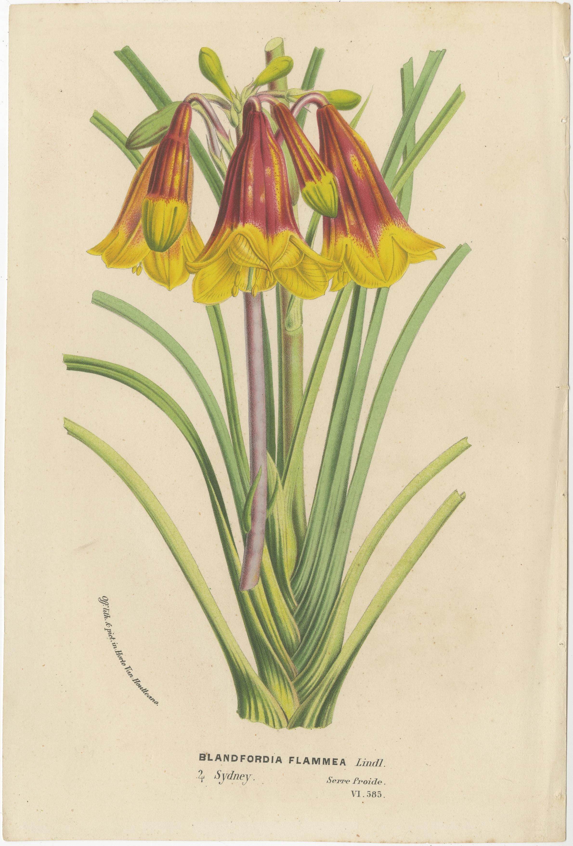 Illustriert: Eine Sammlung botanischer Kunst des 19. Jahrhunderts, veröffentlicht um 1875 im Zustand „Gut“ im Angebot in Langweer, NL