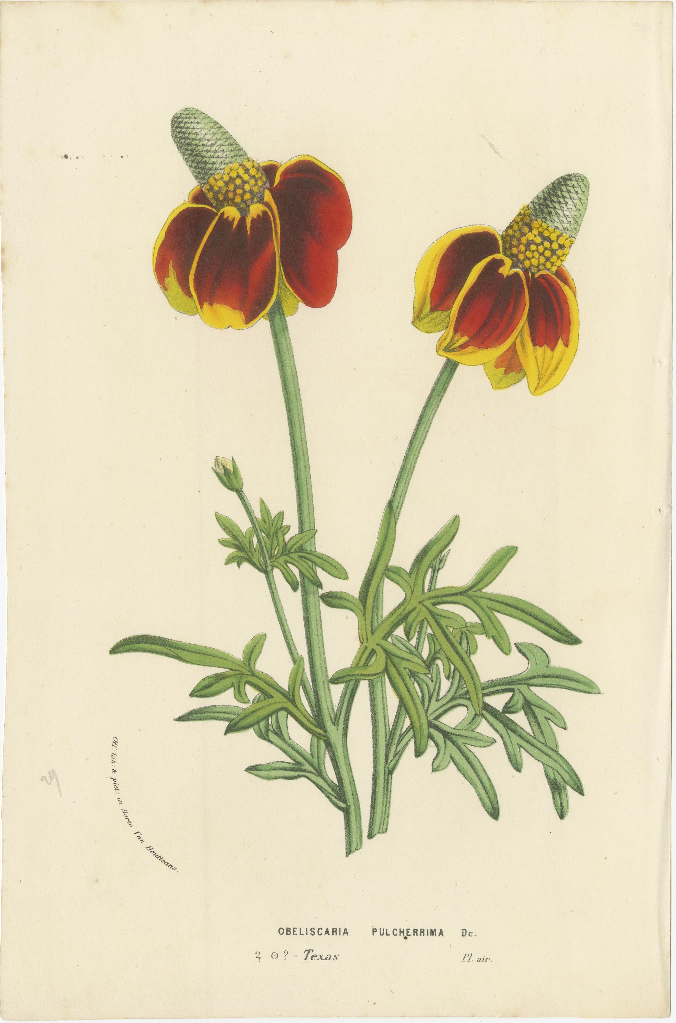 Illustriert: Eine Sammlung botanischer Kunst des 19. Jahrhunderts, veröffentlicht um 1875 (Spätes 19. Jahrhundert) im Angebot