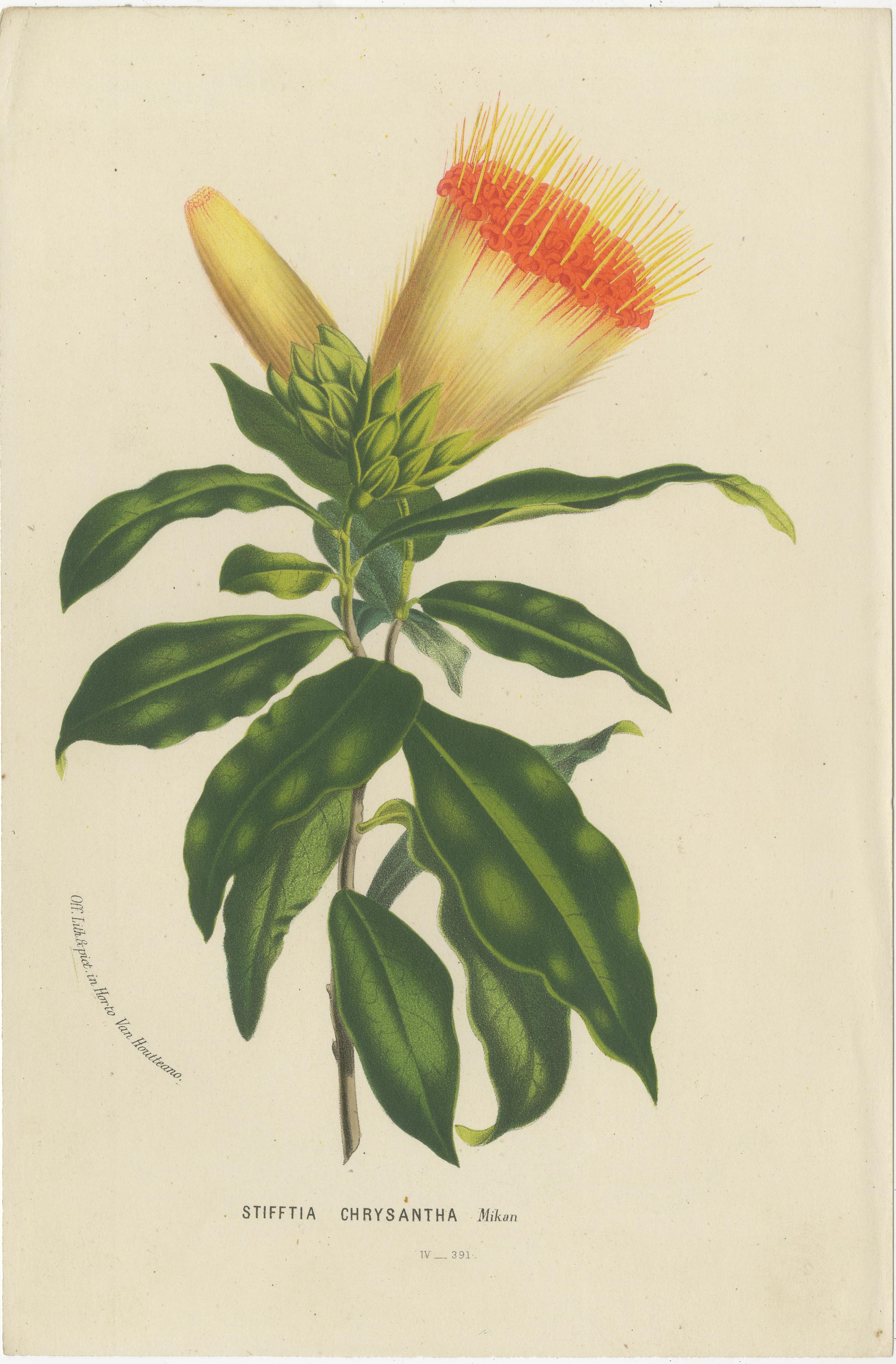 Illustriert: Eine Sammlung botanischer Kunst des 19. Jahrhunderts, veröffentlicht um 1875 (Papier) im Angebot