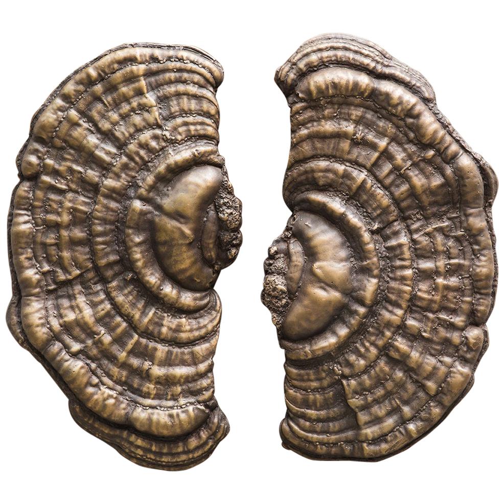 Flora Serie:: Bronze Pilz-Türgriffe:: USA