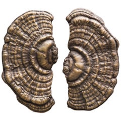 Flora Series, Bronze Mushroom Door Pulls, USA