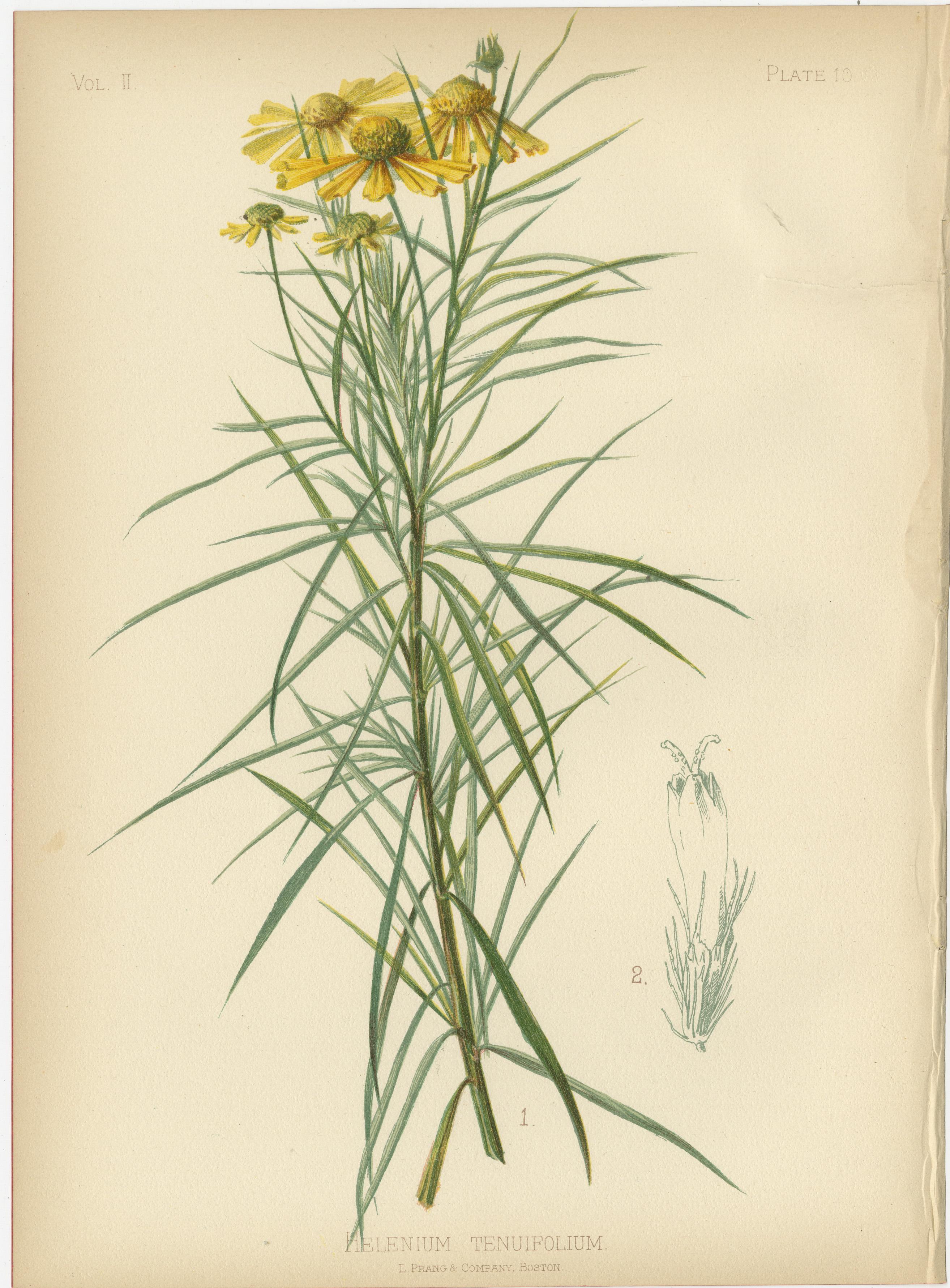 The images depict a variety of plants featured in Thomas Meehan's 